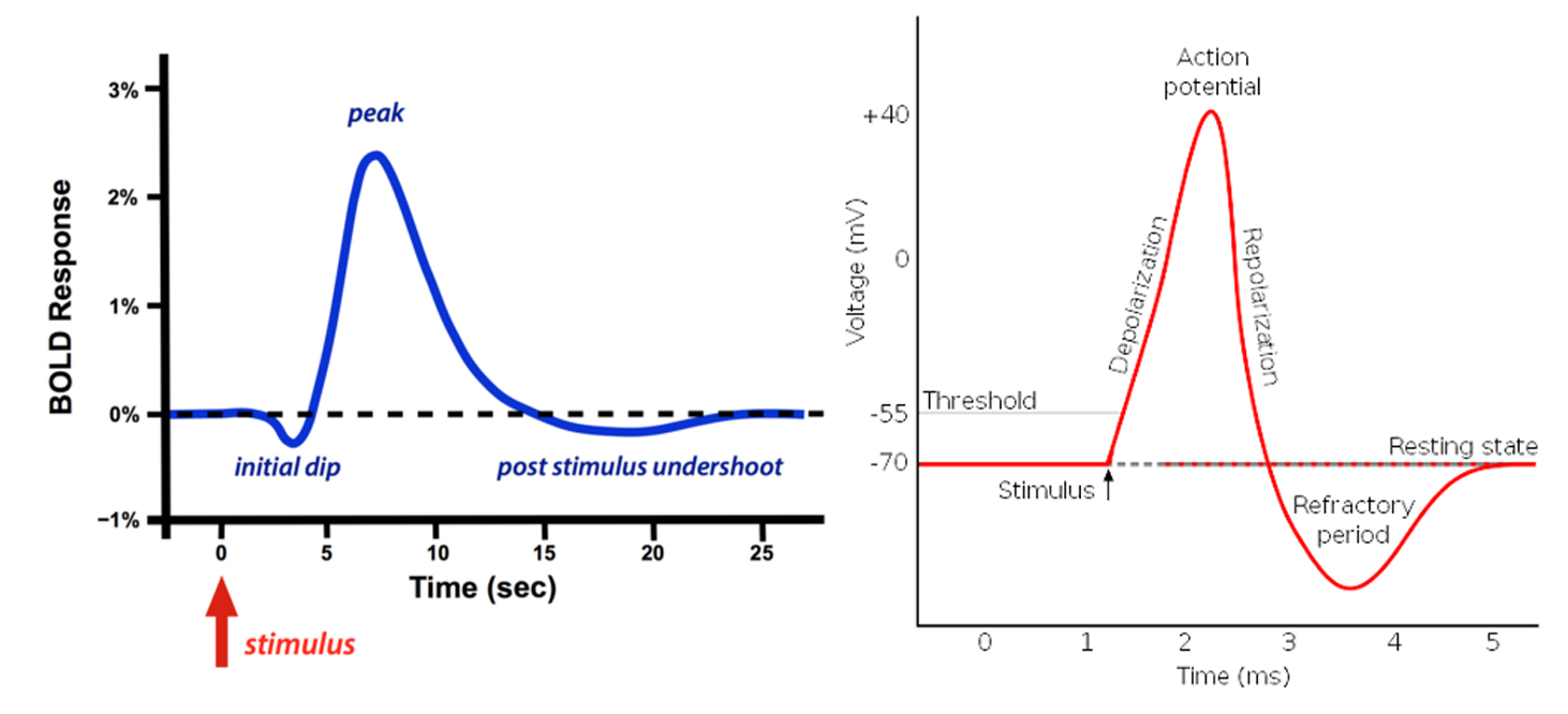 BOLD response and action-potential graphs